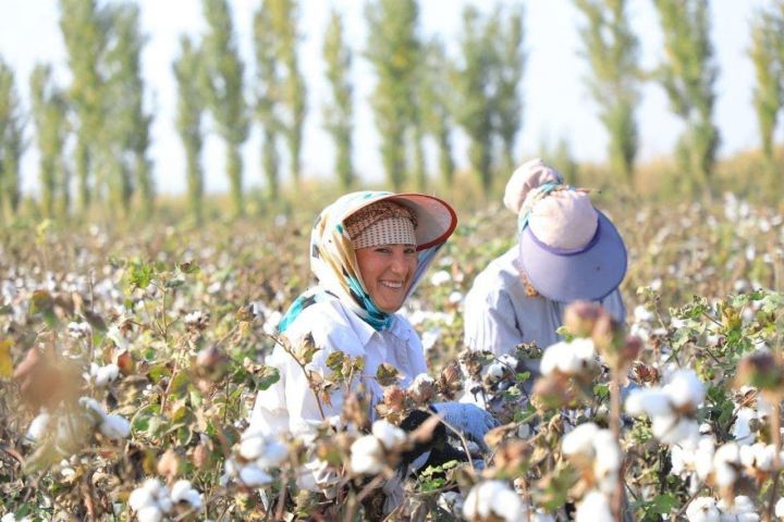 Длинноволокнистый хлопчатник. Хлопкоробы что делают в растениеводстве. Хлопчатник узбекистан. Хлопкоробы что делают в растениеводстве. Хлопкоробы что делают в растениеводстве.